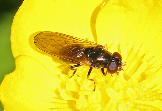 Cheilosia bergenstammi, hoverfly, female, Alan Prowse